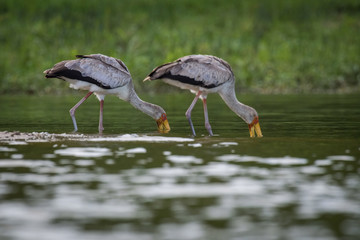 The Yellow-billed Stork or Mycteria ibis is catching the little fishes or something to eat in the water. Nice natural environment of Uganda wildlife in Africa