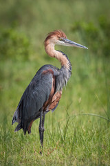The Goliath Heron or Ardea goliath is standing on the ground in nice natural environment of Uganda wildlife in Africa