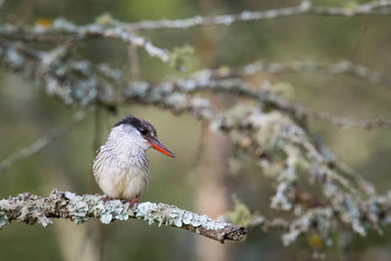 The Striped kingfisher, Halcyon chelicuti   is sitting and posing on the branch, amazing picturesque tree background, in the morning after sunrise, waiting for its prey in Uganda..