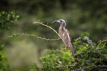 The African Grey Hornbill or Lophoceros nasutus is perched on the branch nice natural environment of Uganda wildlife in Africa
