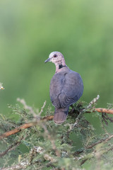 The Red-eyed Dove or Streptopelia semitorquata is perched on the branch nice natural environment of Uganda wildlife in Africa