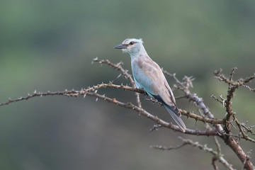 The European Roller or Coracias garrulus is sitting on the branch, green background Africa Uganda