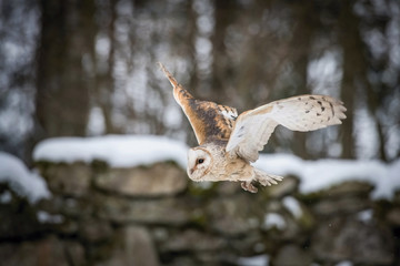 The Western Barn Owl or Tyto alba is flying in the snowy environment of the Jewish cemetery