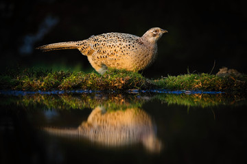 The Common Pheasant, Phasianus colchicus is standing at the forest waterhole and preparing to drink, mirroring reflection in the surface, in the background is nice colorful bokeh of changing leaves..