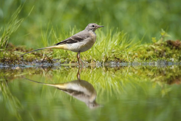 The Grey Wagtail or Motacilla cinerea is sitting at the waterhole in the forest Reflecting on the surface Preparing for the bath Colorful backgound with some flower