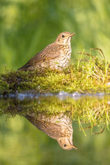 The Song Thrush or Turdus philomelos is sitting at the waterhole in the forest Reflecting on the surface Preparing for the bath Colorful backgound with some flower