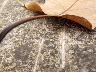 Abstract close-up of an autumn plane tree leaf on a stone surface, selective focus