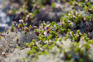 Lingonberry bush with flowers