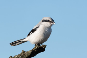 Obraz premium Raubwürger