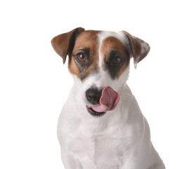 Cute funny dog on white background