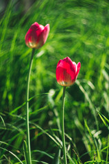 Bright pink wild tulips on the background of a green summer meadow, selective focus