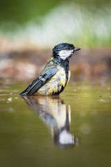 The Great Tit, Parus major is preparing to bath in the forest lake in amazing golden light