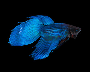Blue siamese fighting fish betta isolated on black background closeup
