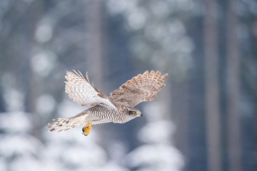 Fototapeta premium The Northern Goshawk or Accipiter gentilis is flying in the snowy winter forest.