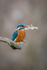 Naklejka premium The Common Kingfisher, alcedo atthis is sitting on some stick and waiting for the prey, colorful backgound, it is raining..