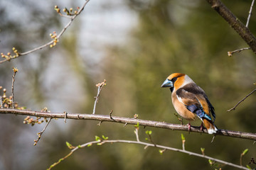 The Hawfinch or Coccothraustes coccothraustes is sitting on the branch colorful backgound with some trees..