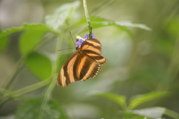 Schmetterlingswelten