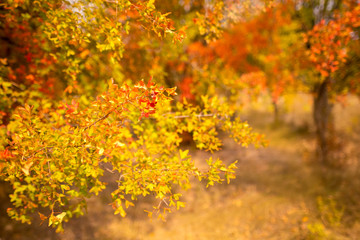 dog walking in the autumn park