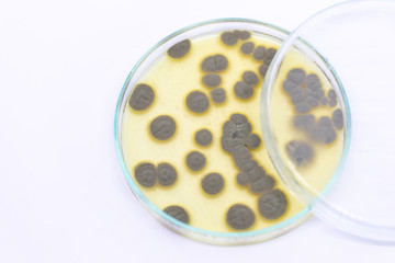 Backgrounds of Penicillium, ascomycetous in petri dish for well as food and drug production.