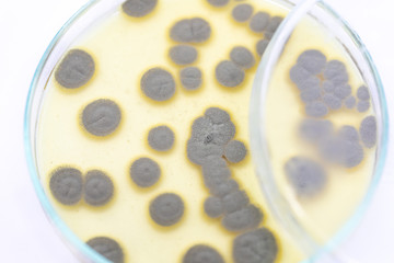 Backgrounds of Penicillium, ascomycetous in petri dish for well as food and drug production.