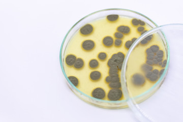 Backgrounds of Penicillium, ascomycetous in petri dish for well as food and drug production.