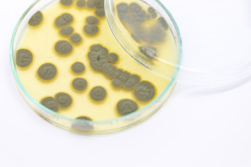 Backgrounds of Penicillium, ascomycetous in petri dish for well as food and drug production.