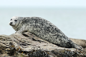Common seal on rock