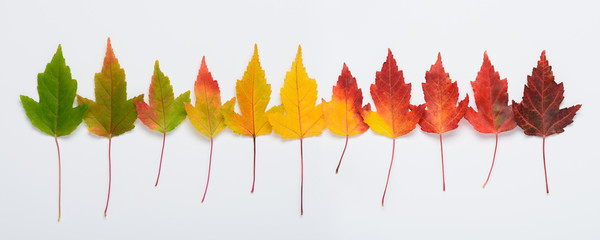 Autumn leaves rainbow gradient transition long horizontal banner top view