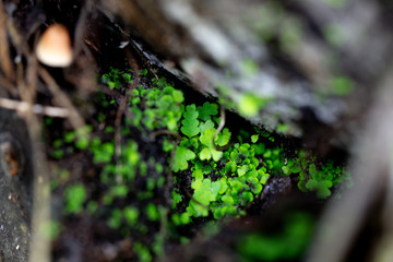Backgrouds of Fern and Sporangium,Fern pattern 