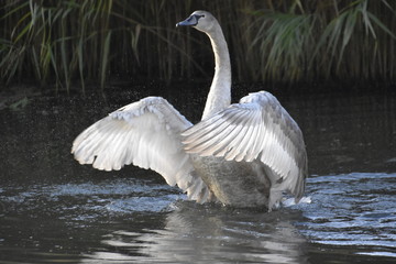 Fototapeta premium Swan Flapping Wings Span