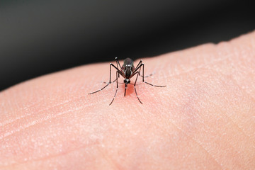mosquito sucking blood