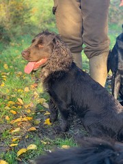 cocker spaniel enjoying autumn