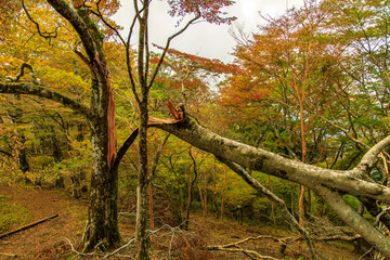 塔ノ岳 鍋割山 27