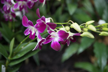 Obraz premium Botanical Garden Singapore