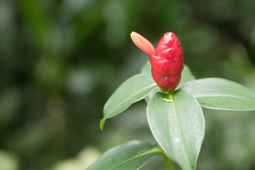Botanical Garden Singapore