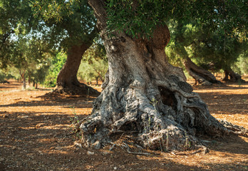 Oliveraie méditerranéenne et un vieil olivier au premier plan.