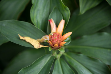 Botanical Garden Singapore