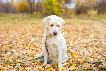 yellow labrador in the park in autumn