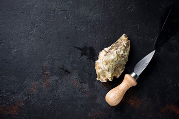 Fresh oysters on dark background © Yulia Furman