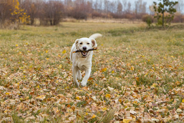 yellow labrador in the park in autumn carries a stick