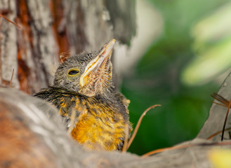 Baby bird looking upward waiting for mom to bring food. Sad eyes. Rufous-bellied Thrush. Turdus Rufiventris; Sabia Laranjeira.