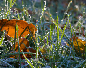 drops on grass and leav