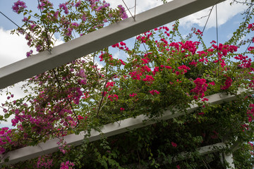 Bougainville Garden Singapore