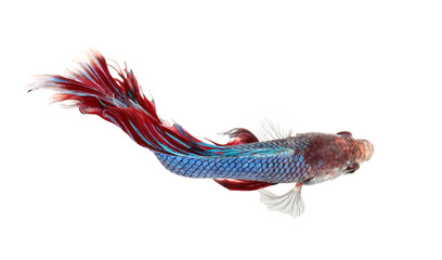 Betta fish, siamese fighting fish, betta splendens on top view.with white background.