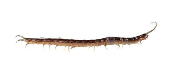 centipede on white background