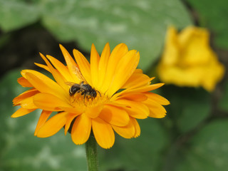 Bee collects pollen from the yellow flower of calendula, macro shot. Honey production