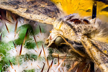 Macro picture of a insect 