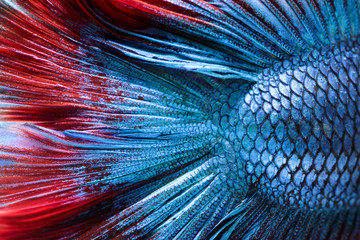 Close-up on a fish skin - Siamese fighting fish