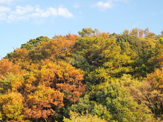 Fototapeta premium 秋の林風景