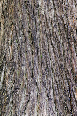 текстура ствола кипариса